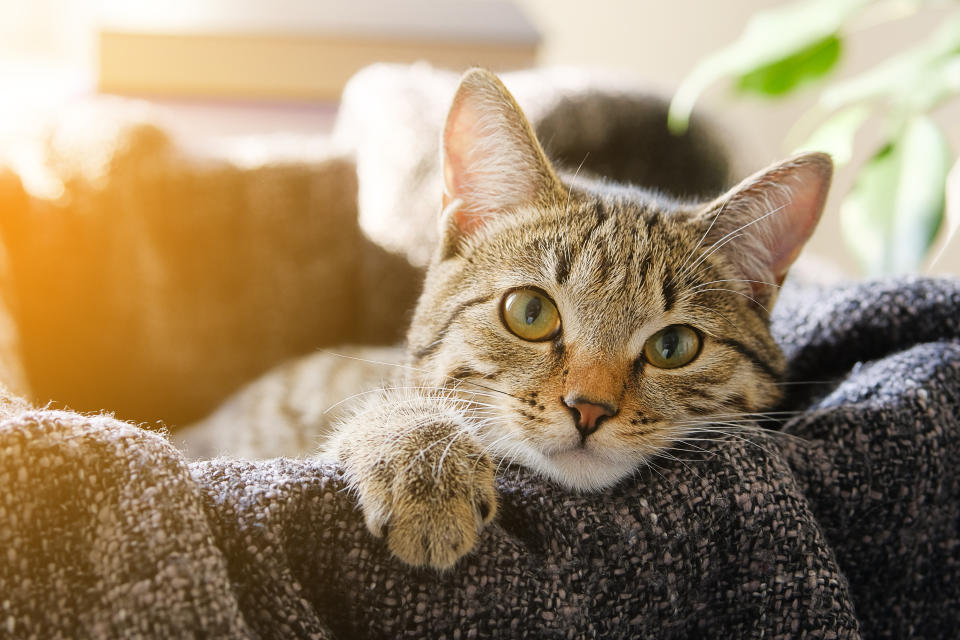 A cat lies in a basket with a blanket. (Photo via Getty Images)