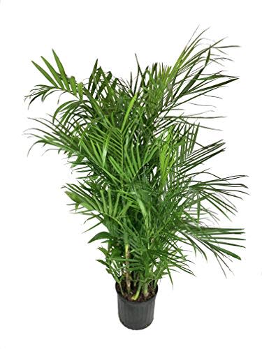 Bamboo Palm - Live Plant in a 3 Gallon Growers Pot - Chamaedorea Seifrizii - Great Privacy Hedge - Rare Palms from Florida