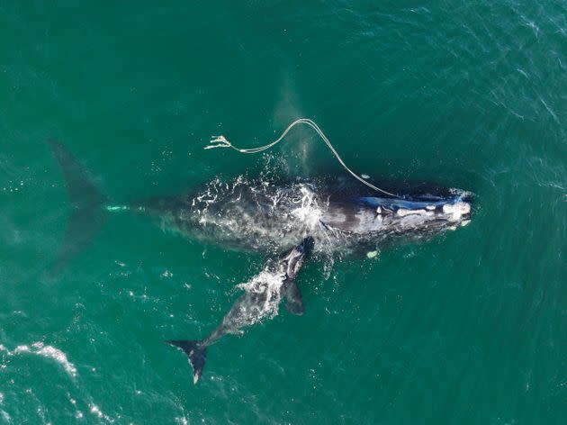 This photograph provided by the Georgia Department of Natural Resources shows an endangered North Atlantic right whale entangled in fishing rope as it swims with a newborn calf on Dec. 2, 2021, off Cumberland Island, Georgia.