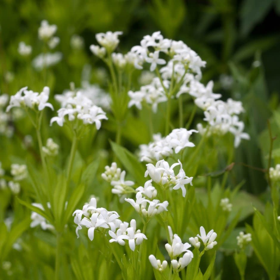 Photo credit: Waitrose Garden