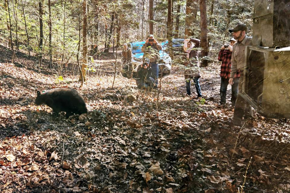 Juggles, a 110-pound black bear cub, hits the trail running after being released on the western edge of the Great Smoky Mountains National Park on Jan. 8. Personnel from the National Park Service, Tennessee Wildlife Resources Agency and Appalachian Bear Rescue were on hand for the occasion.