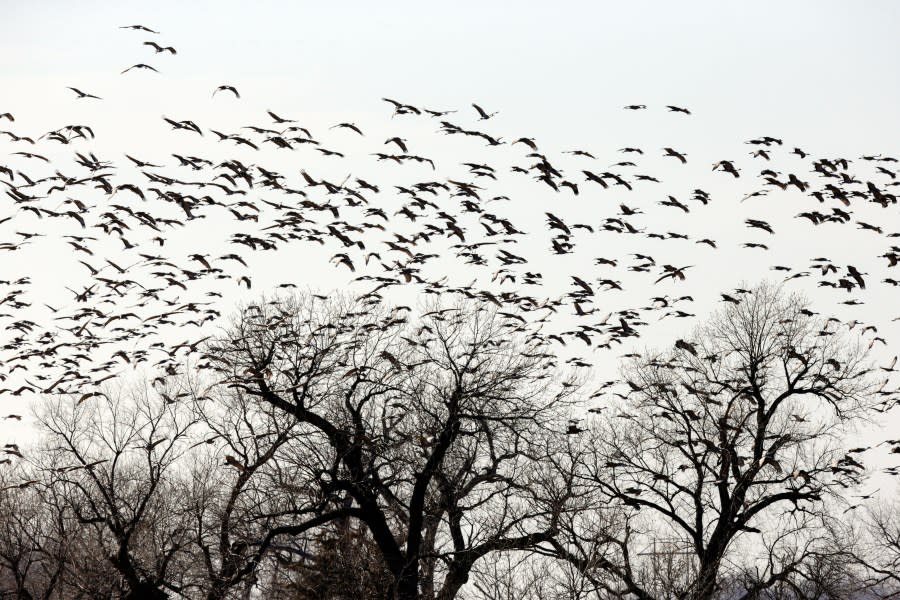 In this March 15, 2018 image, sandhill cranes fill the sky near Gibbon, Neb. Huge numbers of sandhill cranes stop in the Platte River basin for rest and food before resuming their migration north. (AP Photo/Nati Harnik)