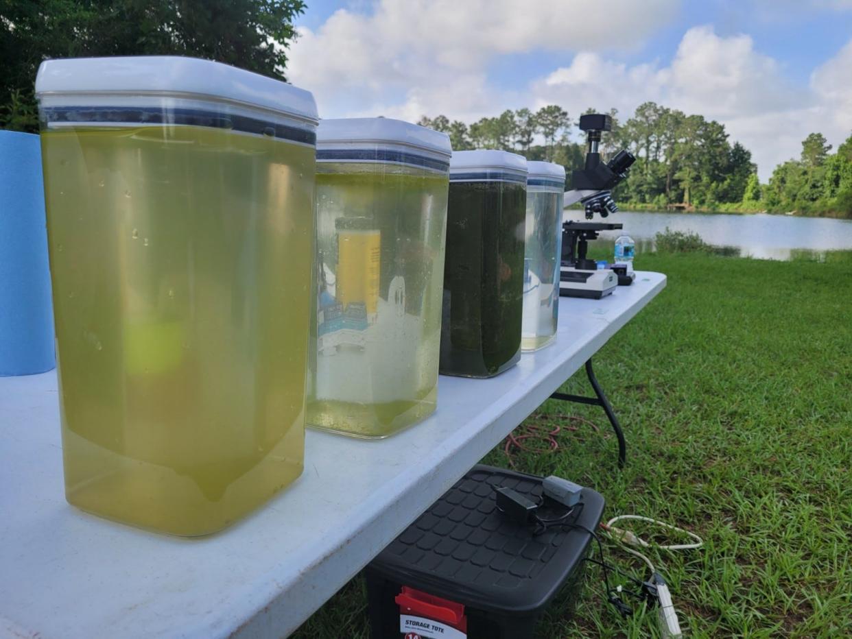 Containers hold water taken from the same pond to illustrate different points in the algae harvesting process.