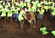 <p>Indian tamers try to control a bull during a traditional bull-taming festival called Jallikattu, in the village of Palamedu, near Madurai, Tamil Nadu state, India, Wednesday, Jan. 16 2019. Jallikattu involves releasing a bull into a crowd of people who attempt to grab it and ride it. The sport, performed during the four-day “Pongal” or winter harvest festival, is hugely popular in Tamil Nadu. (AP Photo/Aijaz Rahi) </p>