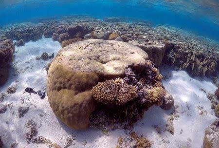 A large piece of coral can be seen in the lagoon on Lady Elliot Island, on the Great Barrier Reef, northeast from Bundaberg town in Queensland, Australia, June 9, 2015. REUTERS/David Gray/File photo