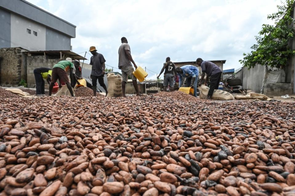 Workers collect dry cocoa beans in front of the store of a cocoa cooperative in the village of Hermankono. AFP via Getty Images