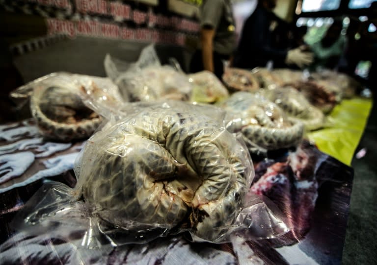 Pangolins are the world's most heavily trafficked mammal