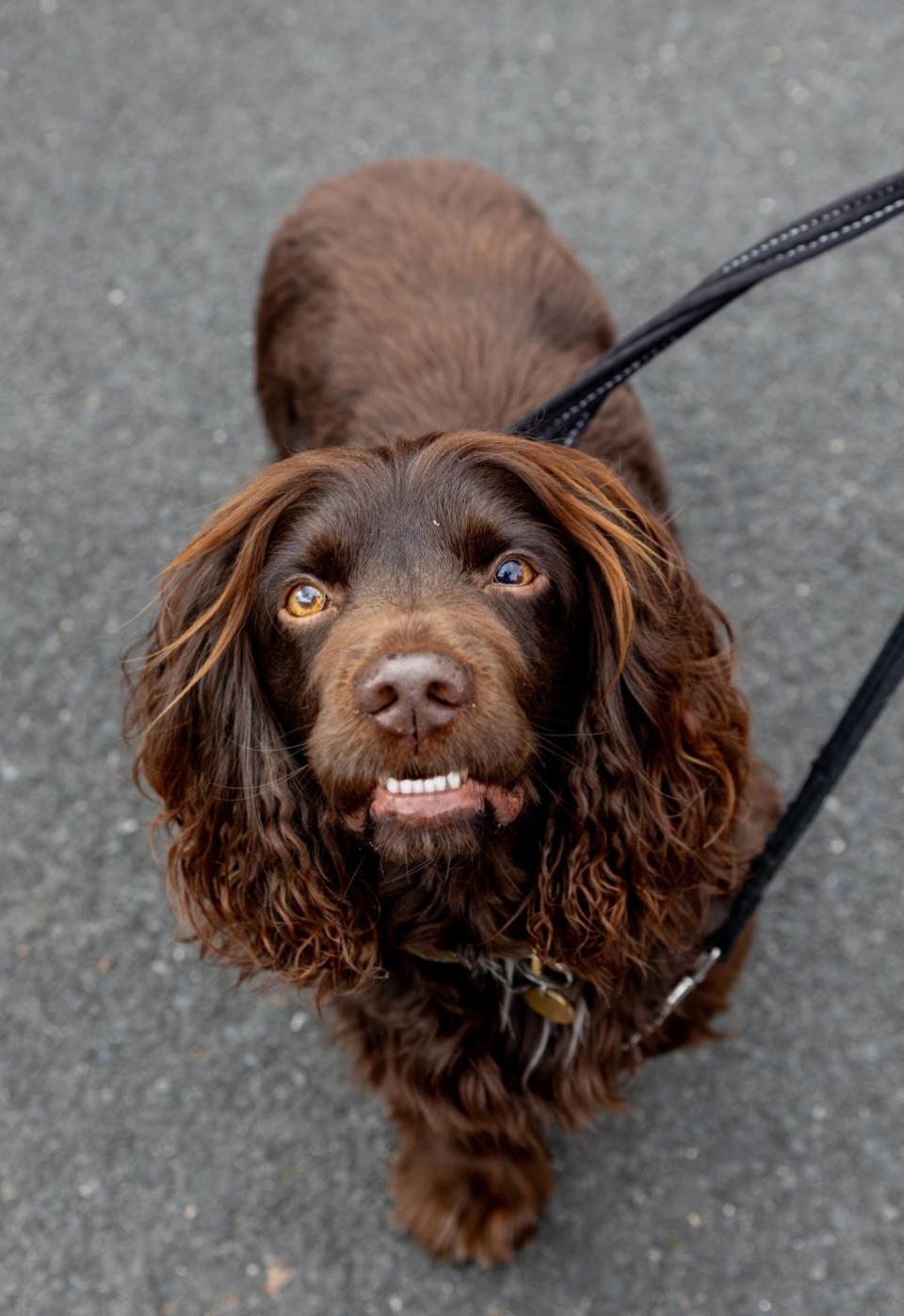 The Northern Echo: Dogs at Bishop Auckland Food Festival.