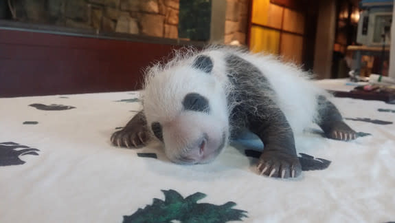 Bei Bei weighed 1.9 lbs. (881.5 g) on Sept. 14, according to a medical checkup at the zoo.