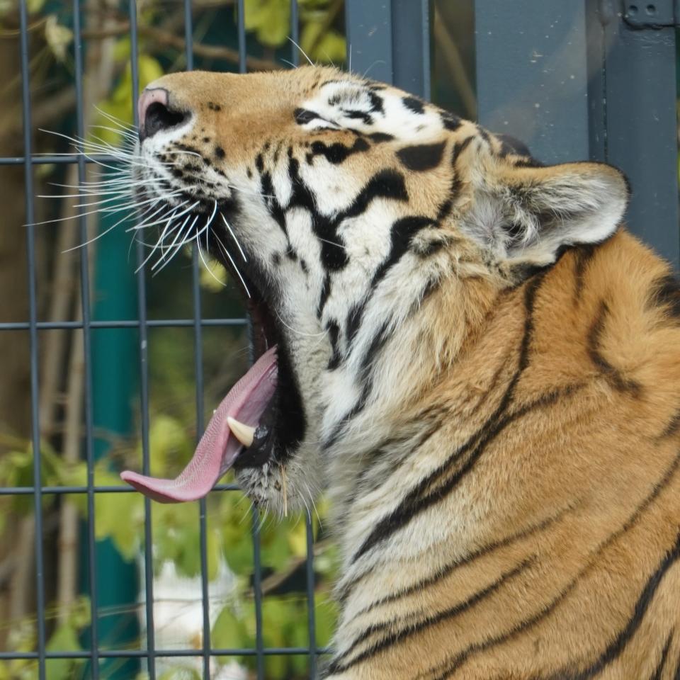  圓山動物園的老虎（圓山動物園twitter)