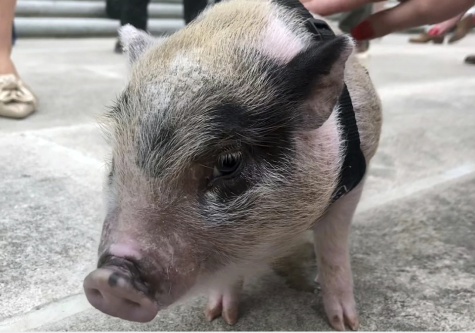 In this image, taken from video, a piglet dubbed Earl "Piglet" Long is shown Wednesday, Feb. 28, 2024, in Baton Rouge, LA. The baby pig has found a permanent home after being rescued during a Mardi Gras event in New Orleans where he was being tossed like a football.