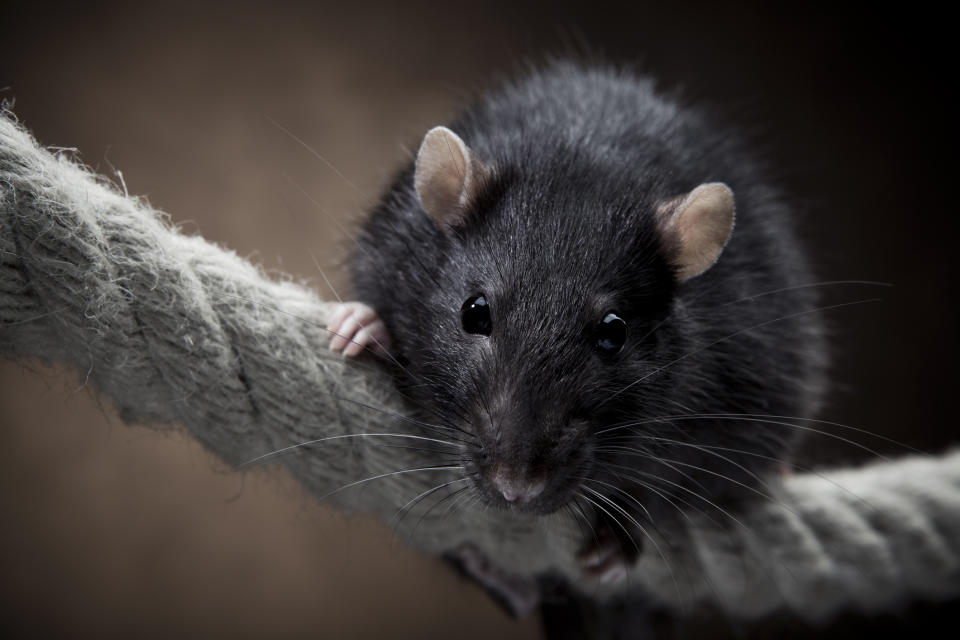 <em>Attacked – the girl was unable to move as the rats attacked her (Pictures: Getty)</em>