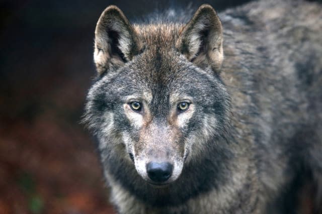 Call to bring back wolves to British countryside