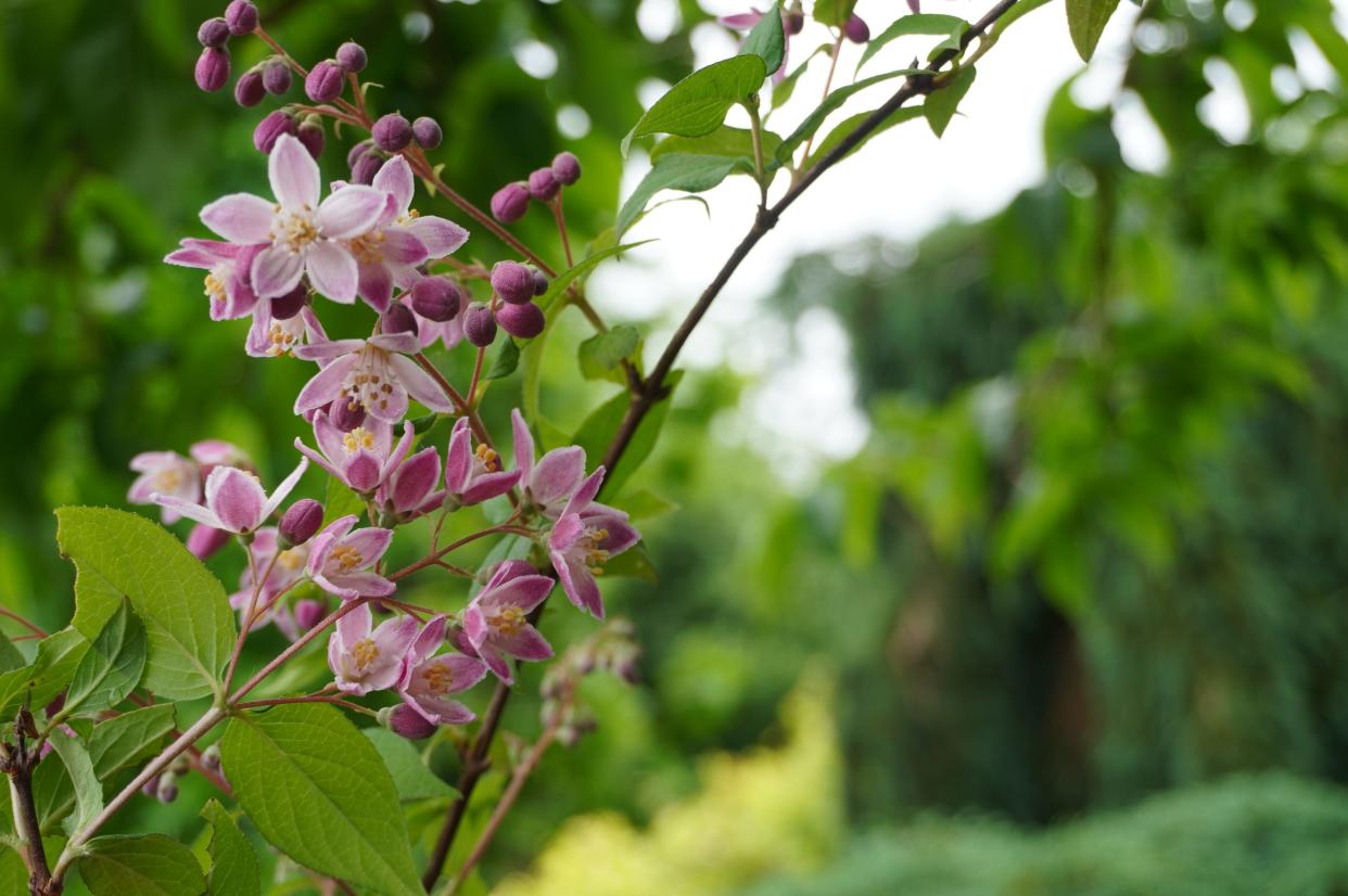 Deutzia “Strawberry Fields” flowers.