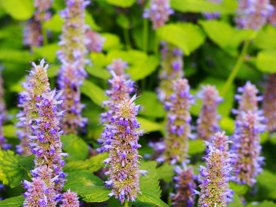 Agastache 'Golden Jubilee'