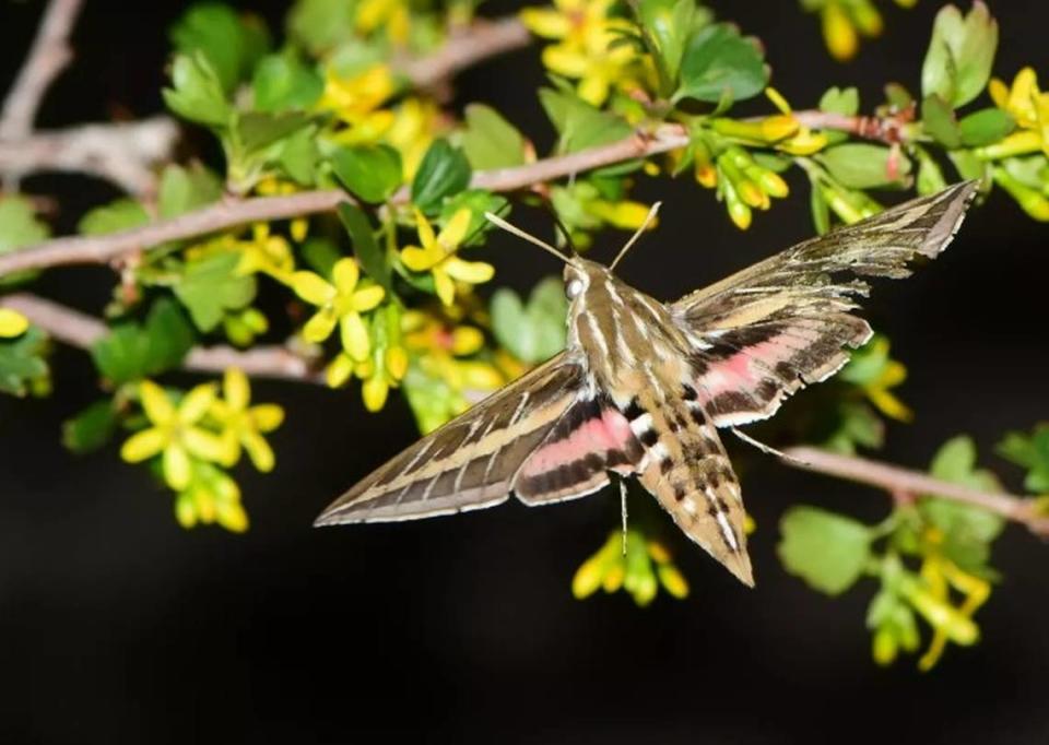 A white lined sphinx moth pollinating a shrub with bright yellow flowers.