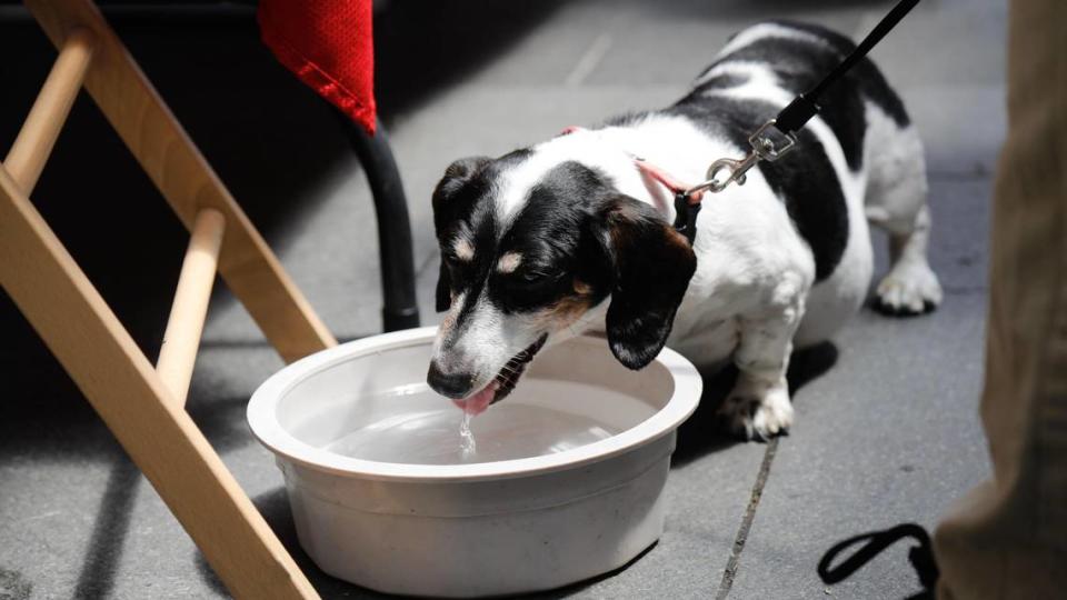 Daisy drinks from a water bowl on Saturday, June 24, 2023 at Fifth Third Pavilion in Lexington, Ky. Many vendors put out fresh water for the many many dogs that come to the market.