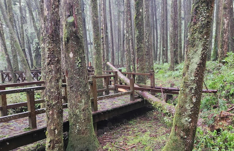 阿里山國家森林遊樂區7/27休園 林業保育署嘉義分署指出，阿里山國家森林遊樂區內 受颱風凱米影響，有樹木傾倒（圖）及落石待清，27 日休園，以全面檢視與整備。 （林業保育署嘉義分署提供） 中央社記者蔡智明傳真  113年7月26日 