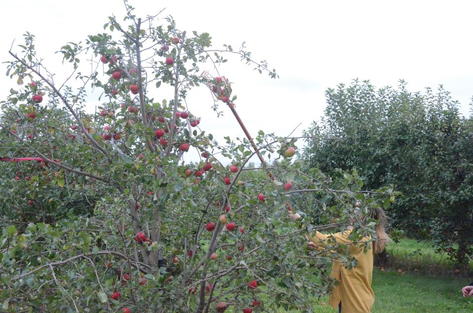 This is a busy season for Hoversten Orchard near Brandon.