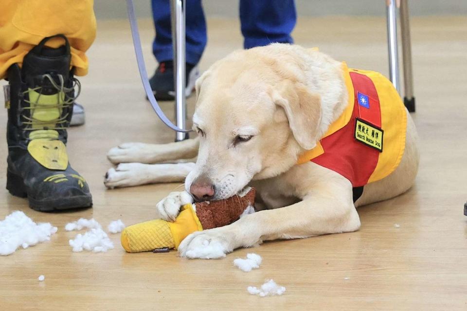 <p>Chen Chi-Mai/Facebook</p> Roger, a search and rescue pup