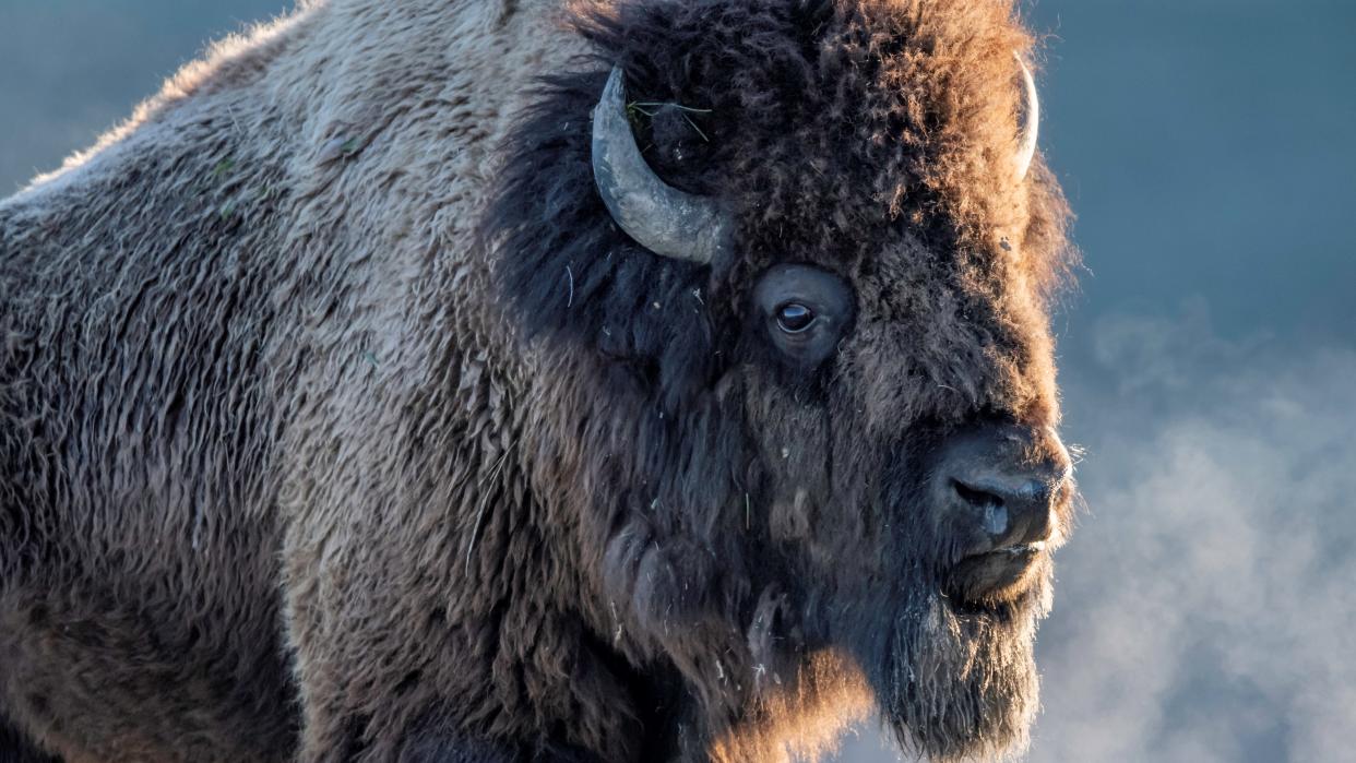  Bison at Yellowstone National Park. 