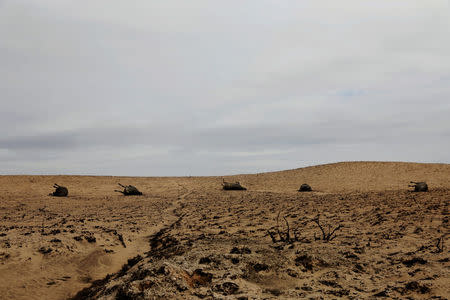 Cattle killed by wildfires lie in pasture burned by fires near Higgins, Texas, U.S., March 12, 2017. REUTERS/Lucas Jackson