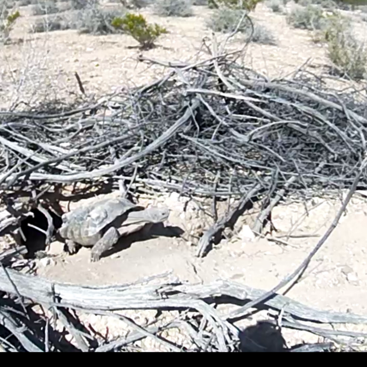 Mojave Max, Southern Nevada’s famous desert tortoise and weather prognosticator, officially emerged from his burrow on April 23, 2024, at 3:09 p.m. The latest day he has ever emerged was last year on April 24th. The earliest he has emerged was Feb. 14, 2005, at 11:55 a.m. Credit: Clark County Desert Conservation Program