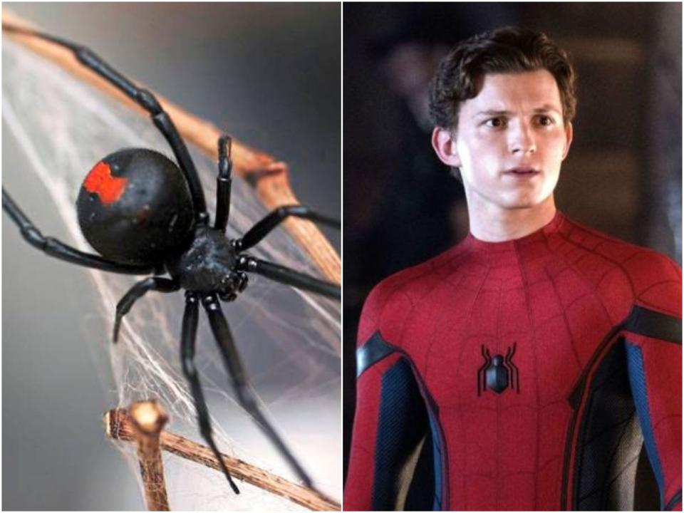 Tom Holland spiderman spider black widow