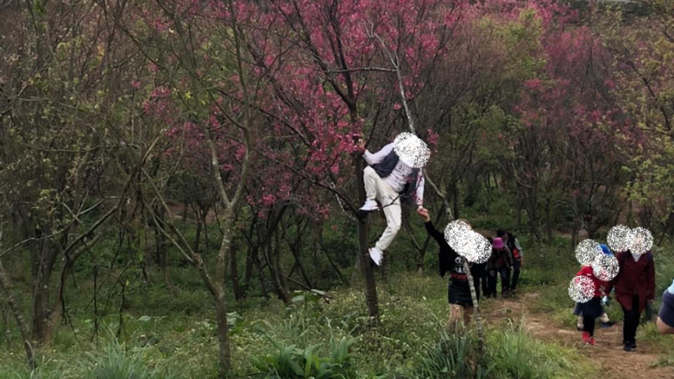 男遊客為了拍美照，竟然直接爬上櫻花樹。（圖／翻攝自爆料公社二社）