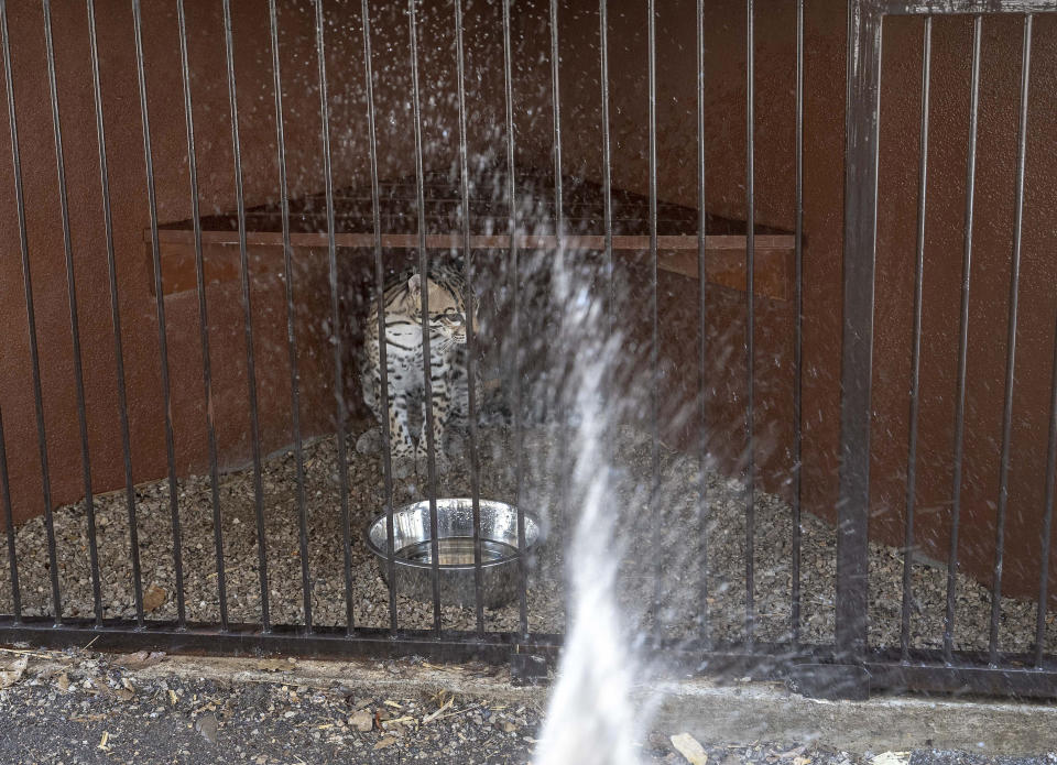 Un ocelote es rociado con agua en el parque de vida silvestre sin fines de lucro Selva Teneek en medio de una continua ola de calor y sequía, en Ciudad Valles, México, el sábado 8 de junio de 2024. (Foto AP/Mauricio Palos)