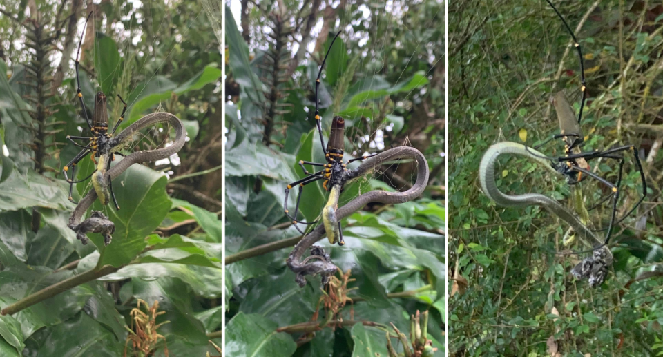 The baby green tree snake caught in the Golden Orb Weaving spider's web. 