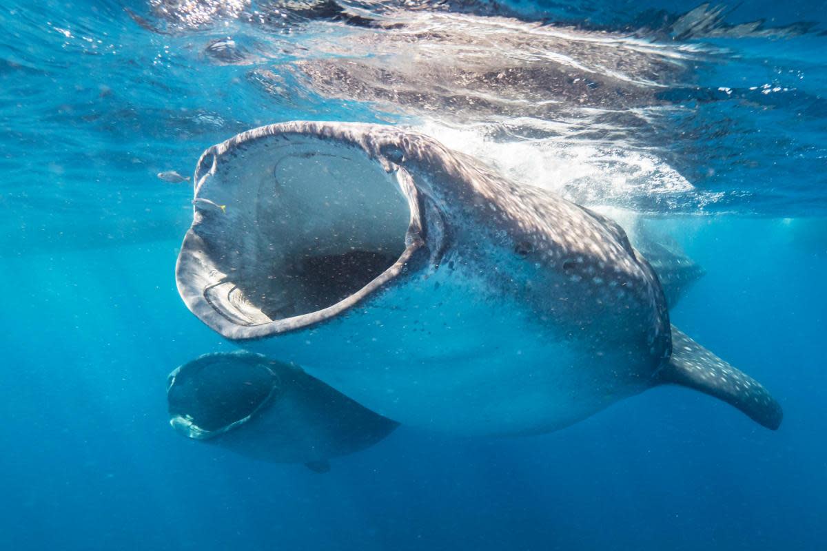 New research has show shipping lanes pose a threat to endangered whale shark feeding grounds. <i>(Image: Supplied)</i>