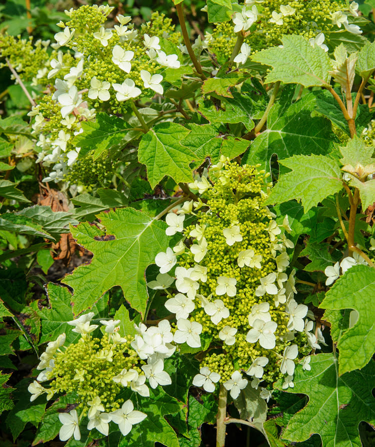 Pro Pick: Oakleaf Hydrangea