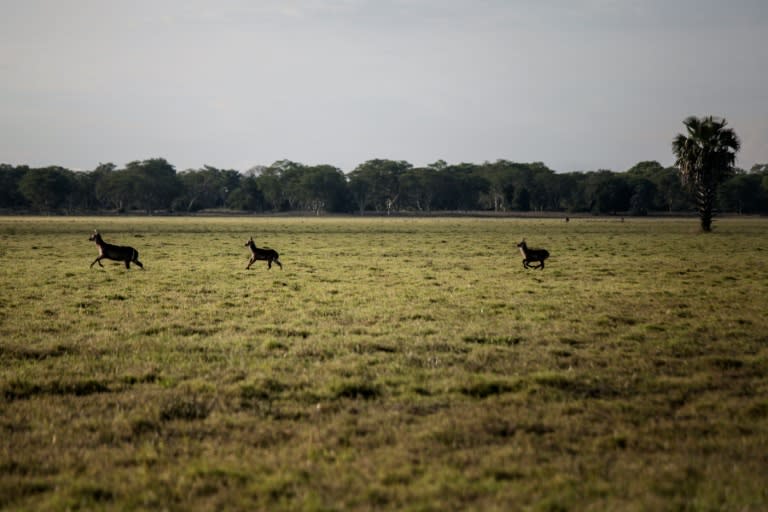 Waterbucks run across floodplains at Gorongosa National Park