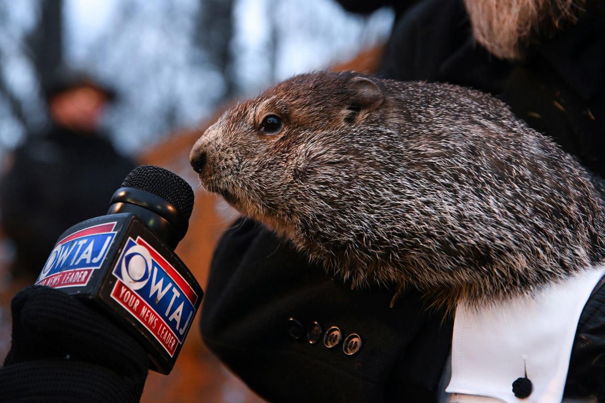February 2, 2021: Groundhog Club handler A.J. Dereume holds Punxsutawney Phil, the weather prognosticating groundhog, during the 136th celebration of Groundhog Day on Gobbler's Knob in Punxsutawney, Pa. Phil's handlers said that the groundhog has forecast six more weeks of winter.