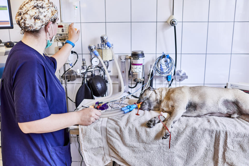 Dog on operating table as pet owners told toxic contamination from Christmas food could result in illness or death.