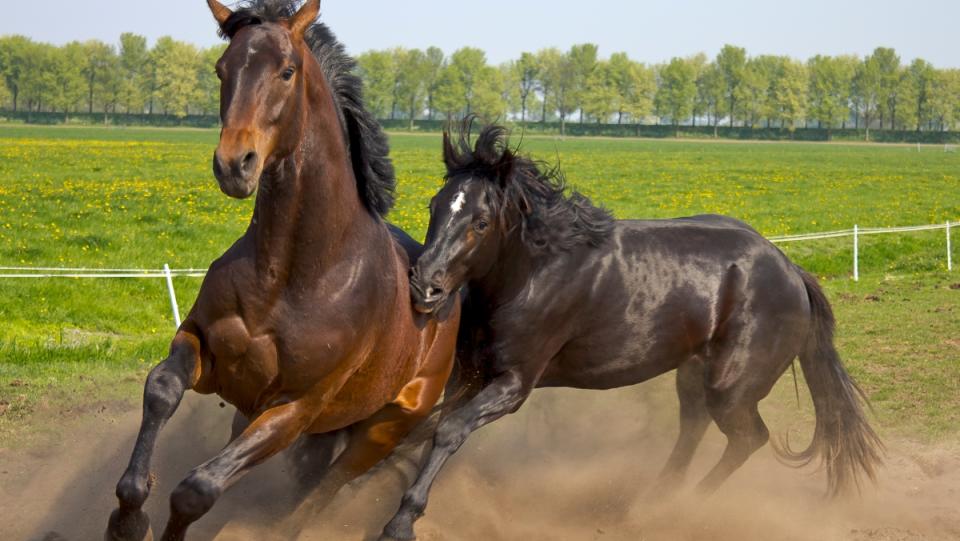 Two horses running together in a field, emblematic of the domesticated horses that began their lineage 4,200 years ago in Eurasia.