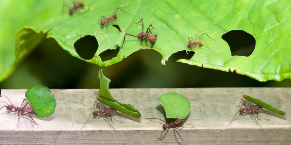 Ants are seen cutting pieces of leaves and carrying them away.