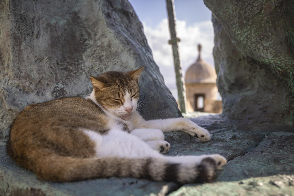 A stray cat rest on a statue in Old San Juan, Puerto Rico, Wednesday, Nov. 2, 2022. Cats have long walked through the cobblestone streets of Puerto Rico's historic district, stopping for the occasional pat on the head as delighted tourists and residents snap pictures and feed them, but officials say their population has grown so much that the U.S. National Park Service is seeking to implement a “free-ranging cat management plan” that considers options including removing the animals. (AP Photo/Alejandro Granadillo)