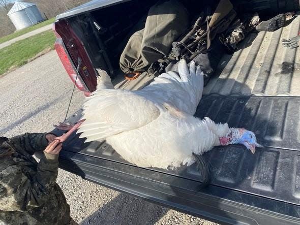 Blue Springs resident Chayson Emmons, 7, bagged a rare all-white turkey on Saturday.