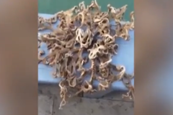 Fisherman finds sea creature with 100 arms in Singapore