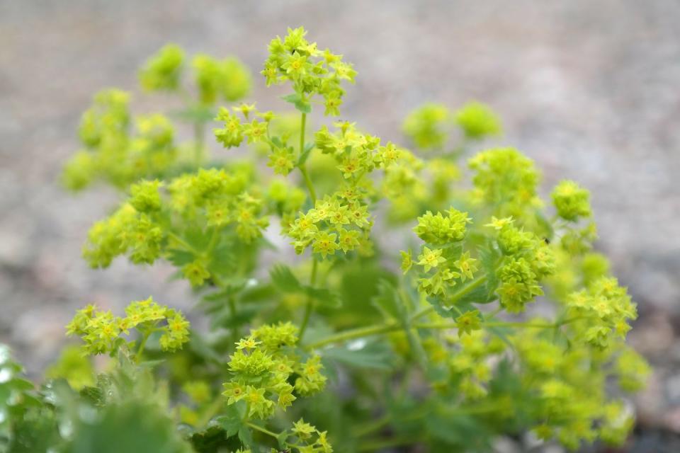 <p>This herbaceous perennial has scalloped, bright green leaves which produces a frothy haze of tiny, chartreuse yellow flowers. The two main varieties sold as a cut flower are Alchemilla Mollis and Alchemilla Robusta.</p><p><a class="link " href="https://www.thompson-morgan.com/p/alchemilla-mollis/TM07783TM" rel="nofollow noopener" target="_blank" data-ylk="slk:BUY SEEDS;elm:context_link;itc:0;sec:content-canvas">BUY SEEDS</a> <strong><br><br>Like this article? <a href="https://hearst.emsecure.net/optiext/cr.aspx?ID=DR9UY9ko5HvLAHeexA2ngSL3t49WvQXSjQZAAXe9gg0Rhtz8pxOWix3TXd_WRbE3fnbQEBkC%2BEWZDx" rel="nofollow noopener" target="_blank" data-ylk="slk:Sign up to our newsletter;elm:context_link;itc:0;sec:content-canvas" class="link ">Sign up to our newsletter</a> to get more articles like this delivered straight to your inbox.</strong></p>