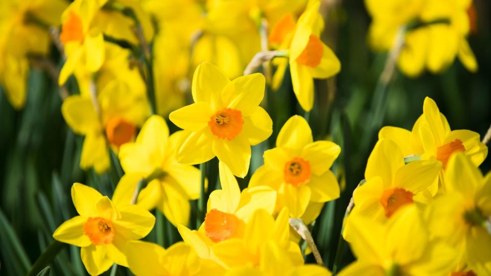 winter flowers daffodils