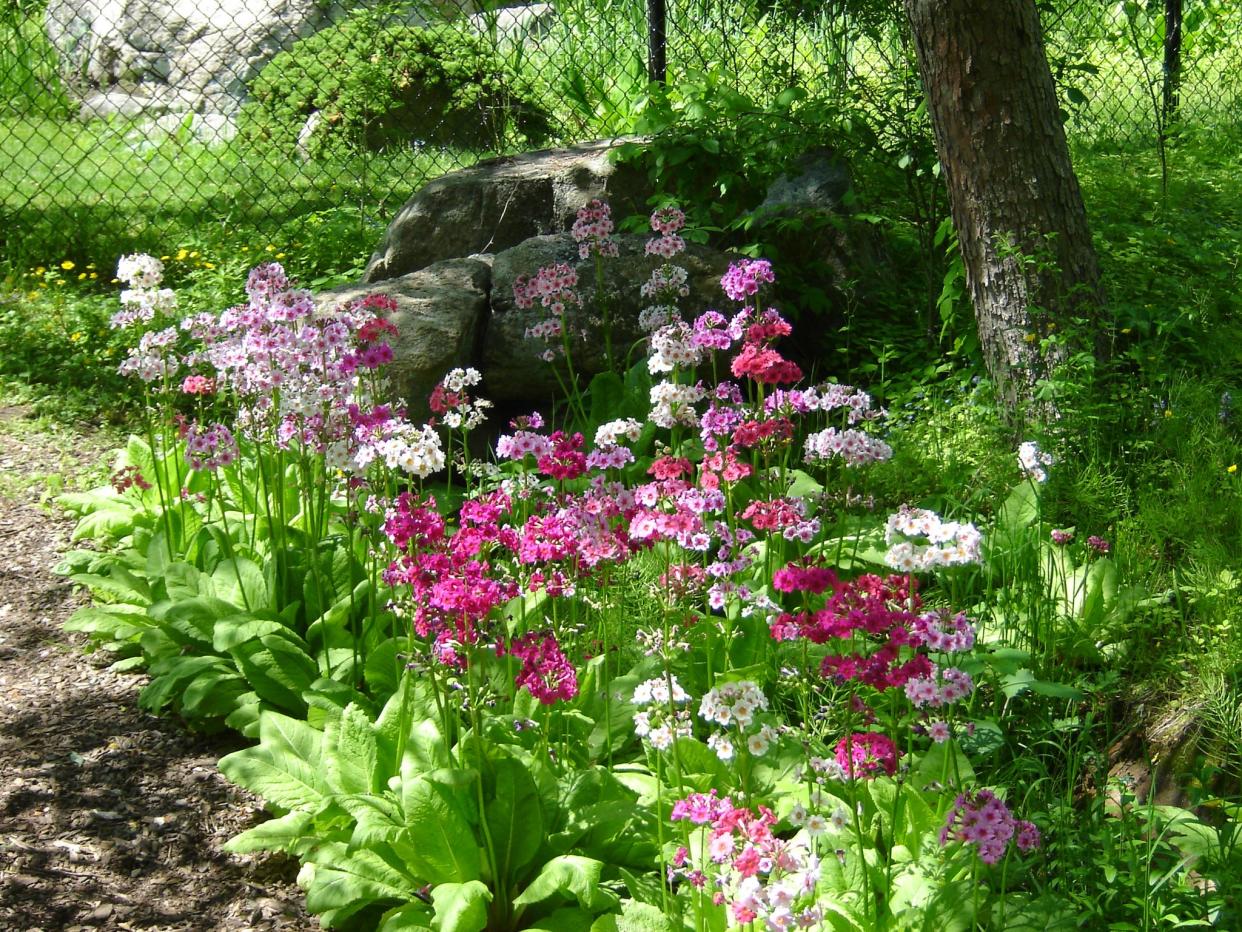 New Jersey Botanical Garden’s Wildflower Garden preserves many of the state’s native plants. It changes quickly in the spring as ephemeral blooms come and go in a matter of weeks.