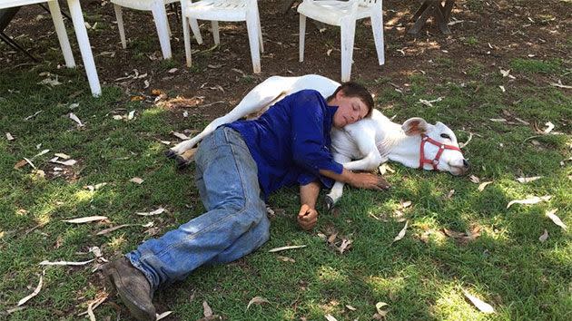 Jake Webster, 24, is pictured snoozing in their backyard with Beryl. Photo: Facebook