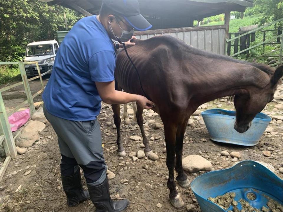 快新聞／春天農場遭控虐馬「小馬骨瘦如柴」　桃園動保處長：有違法必嚴懲