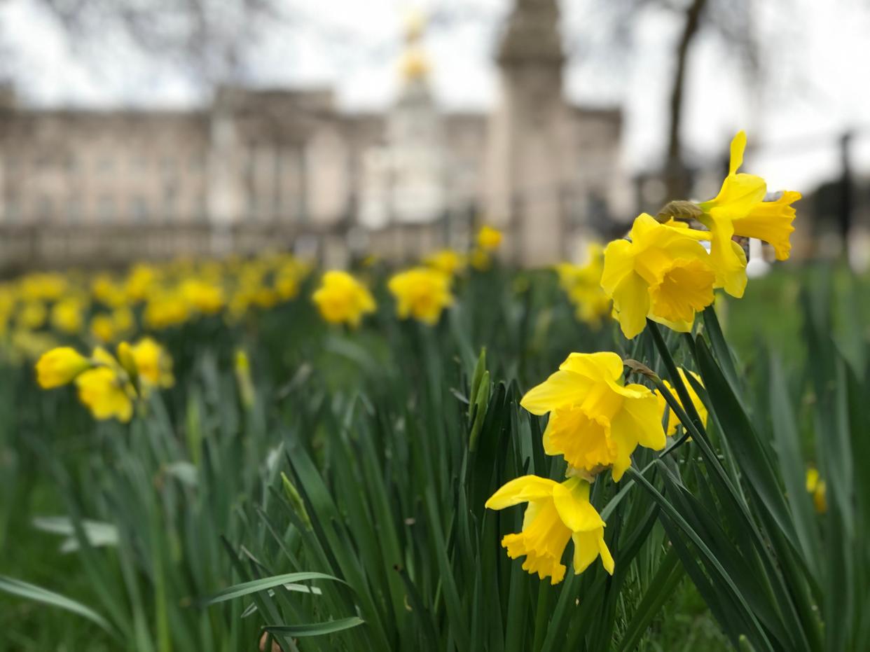 Green shoots? Daffodils outside Buckingham Palace in London  (Simon Calder)