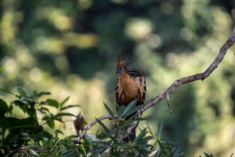 A hoatzin - Credit: SARAH MARSHALL