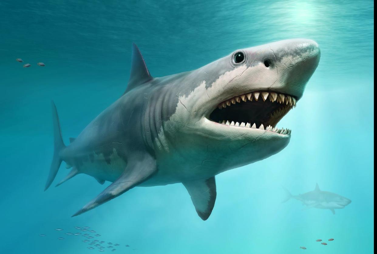 Roaming the ancient seas eons ago, the megalodon shark eviscerated its prey with jaws that were 10 feet wide. <a href="https://www.gettyimages.com/detail/photo/megalodon-scene-3d-illustration-royalty-free-image/1004792742?adppopup=true" rel="nofollow noopener" target="_blank" data-ylk="slk:Warpaintcobra/iStock via Getty Images Plus;elm:context_link;itc:0;sec:content-canvas" class="link ">Warpaintcobra/iStock via Getty Images Plus</a>