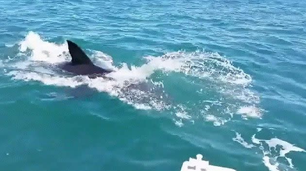 The shark jumps out of the water to grab a piece of the bait. Source: 7News